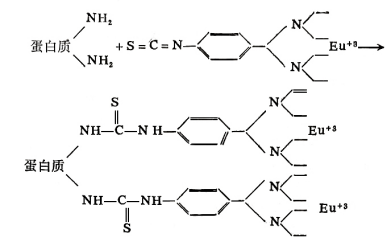 异硫氰酸苯基-EDTA-Eu与蛋白质的连接.png